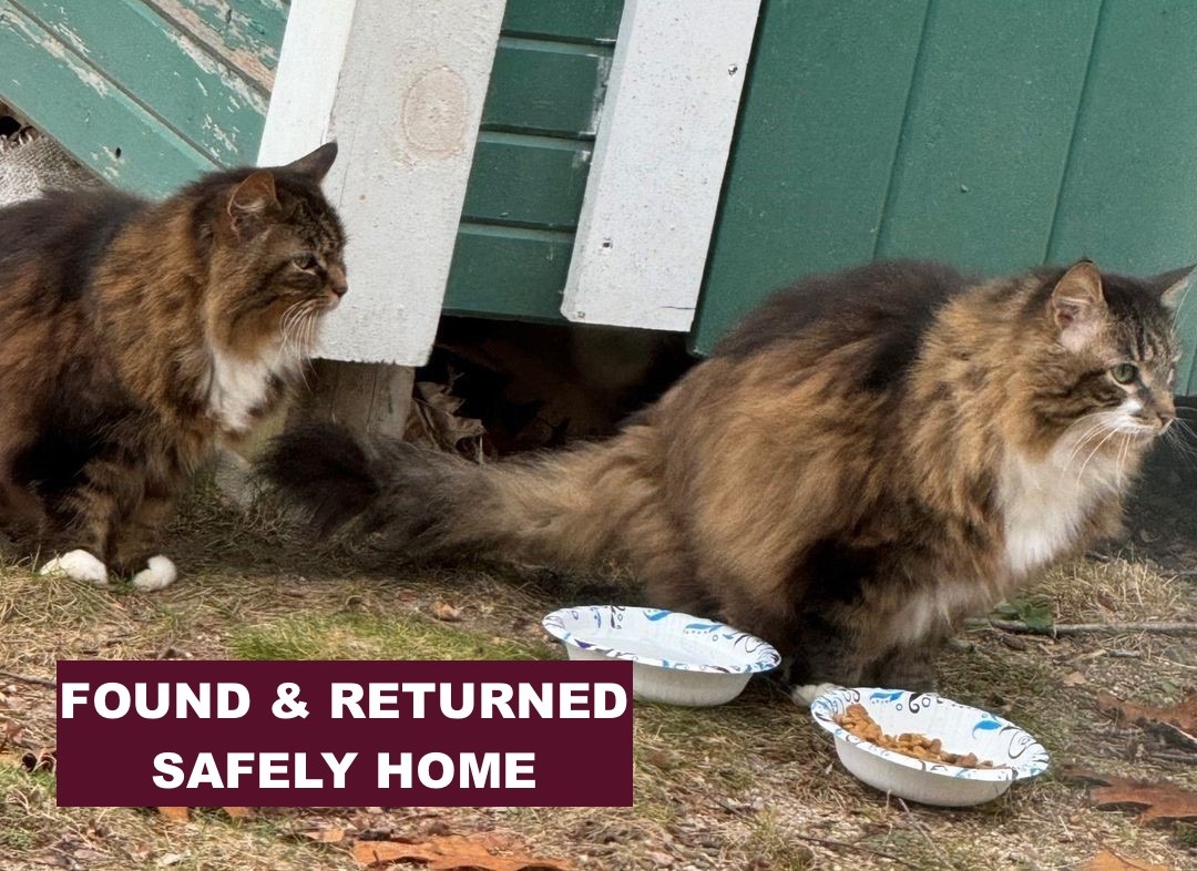 Missing Cats Found