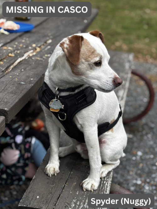 Missing Jack Russell Terrier