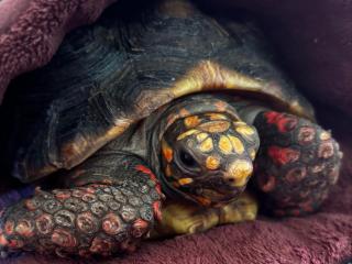 Rescue Tortoise