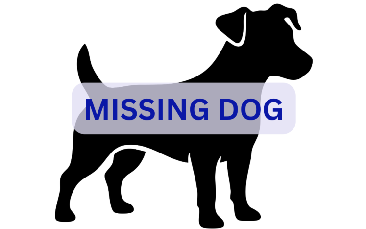 Missing Dog
